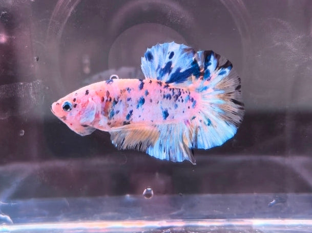 CANDY MARBLE BETTA