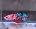 GALAXY KOI PLAKAT BETTA