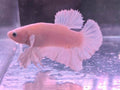 WHITE PLATINUM BETTA