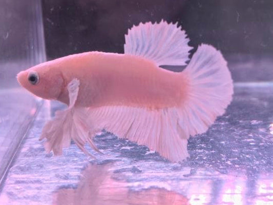 WHITE PLATINUM BETTA
