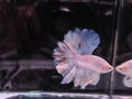 HALFMOON BETTA