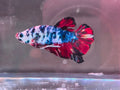 KOI GALAXY RED BETTA