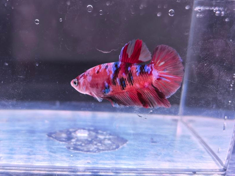 MULTICOLOR HMPK BETTA