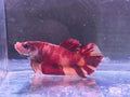 KOI NEMO CLASSIC BETTA