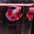 HALFMOON BETTA