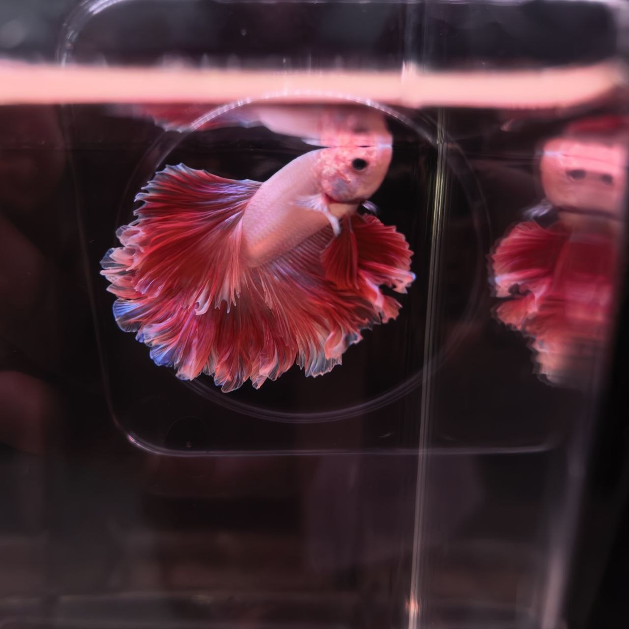 HALFMOON BETTA