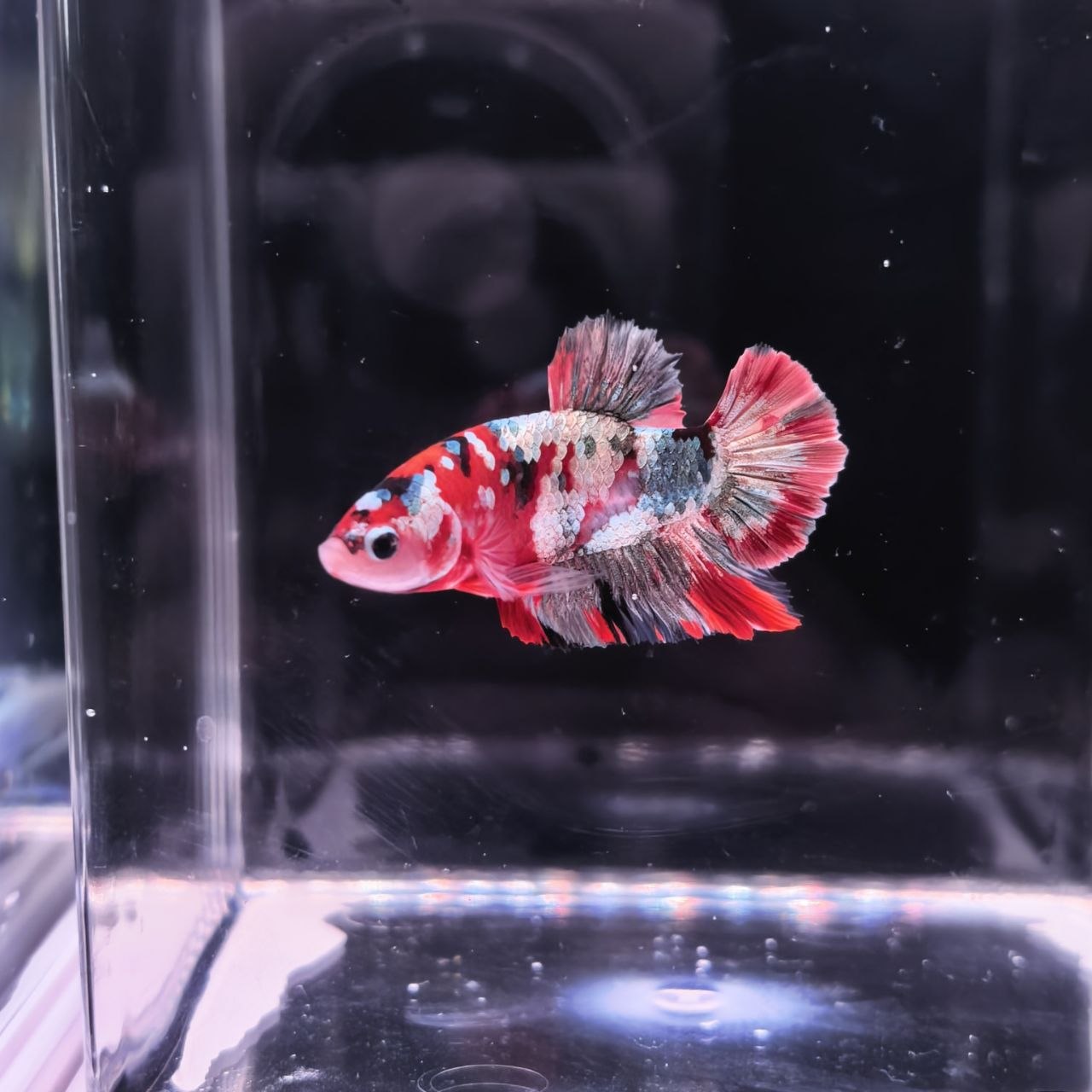 MULTICOLOR BETTA
