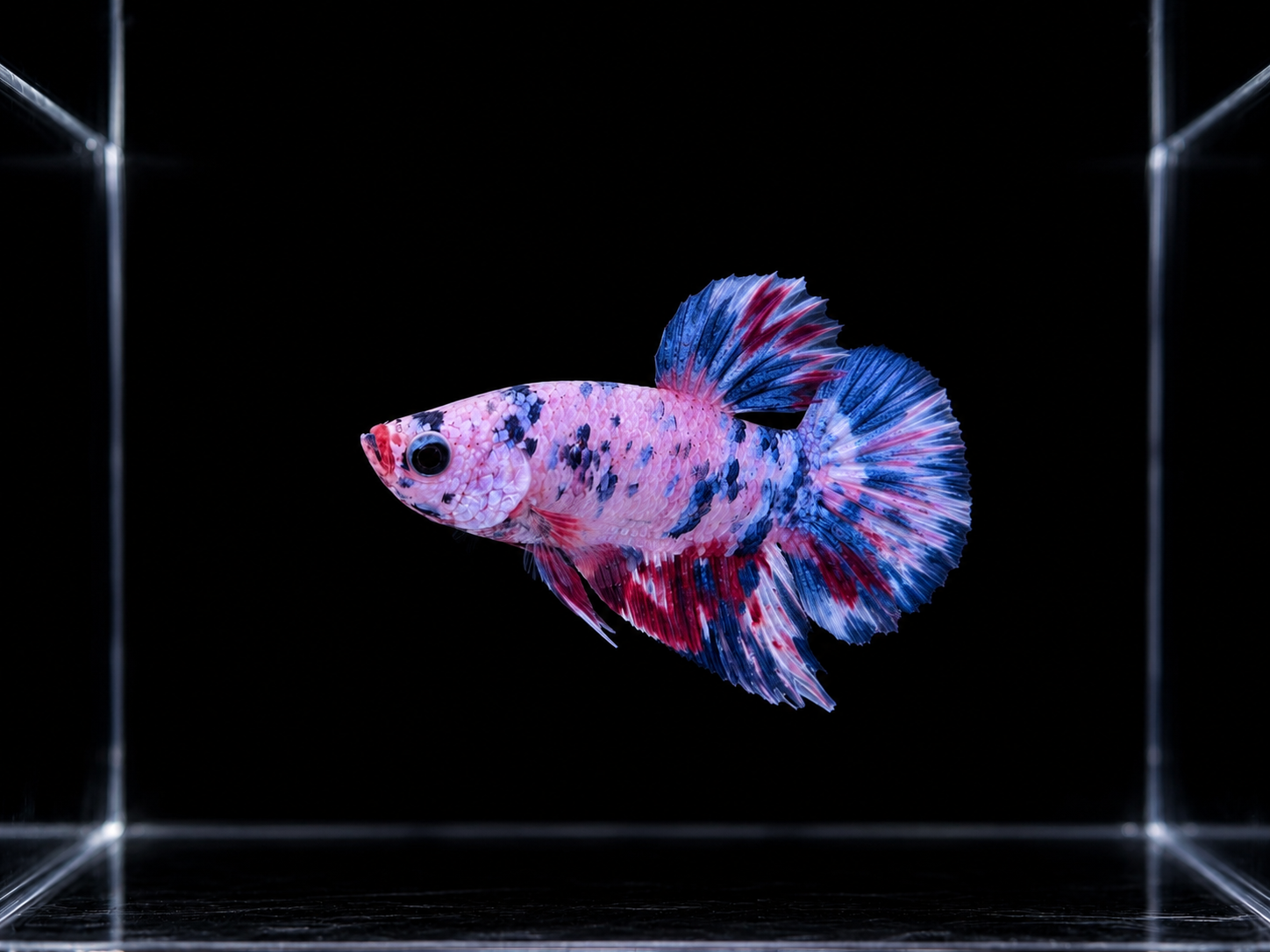 CANDY MULYICOLOR BETTA