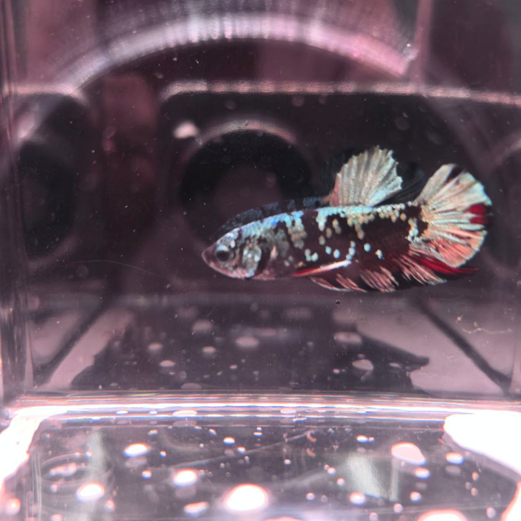 AVATAR BETTA (PAIR)