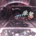AVATAR BETTA (PAIR)