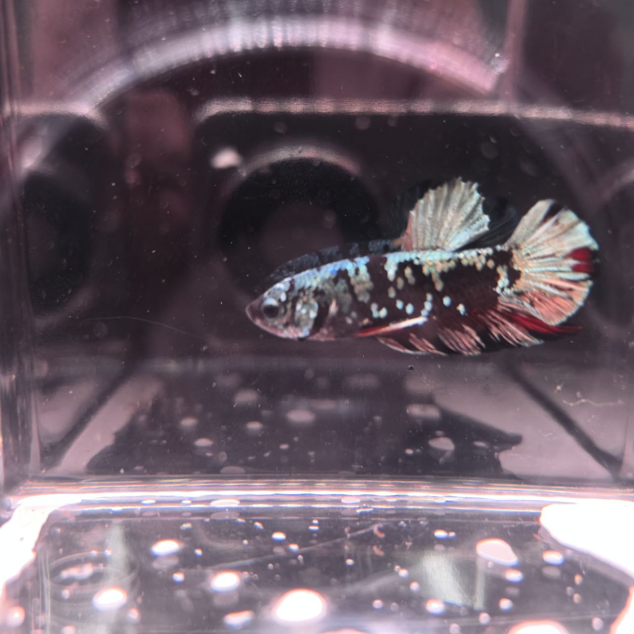 AVATAR BETTA (PAIR)