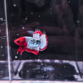 RED DRAGON BETTA