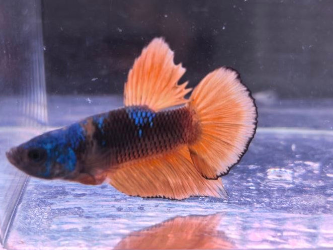 MUSTARD GAS PLAKAT BETTA