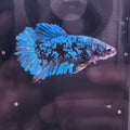 AVATAR BETTA