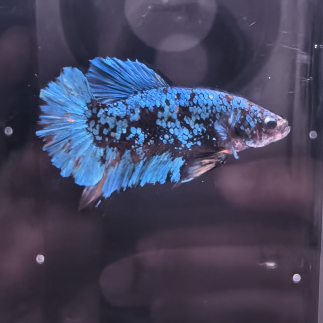 AVATAR BETTA