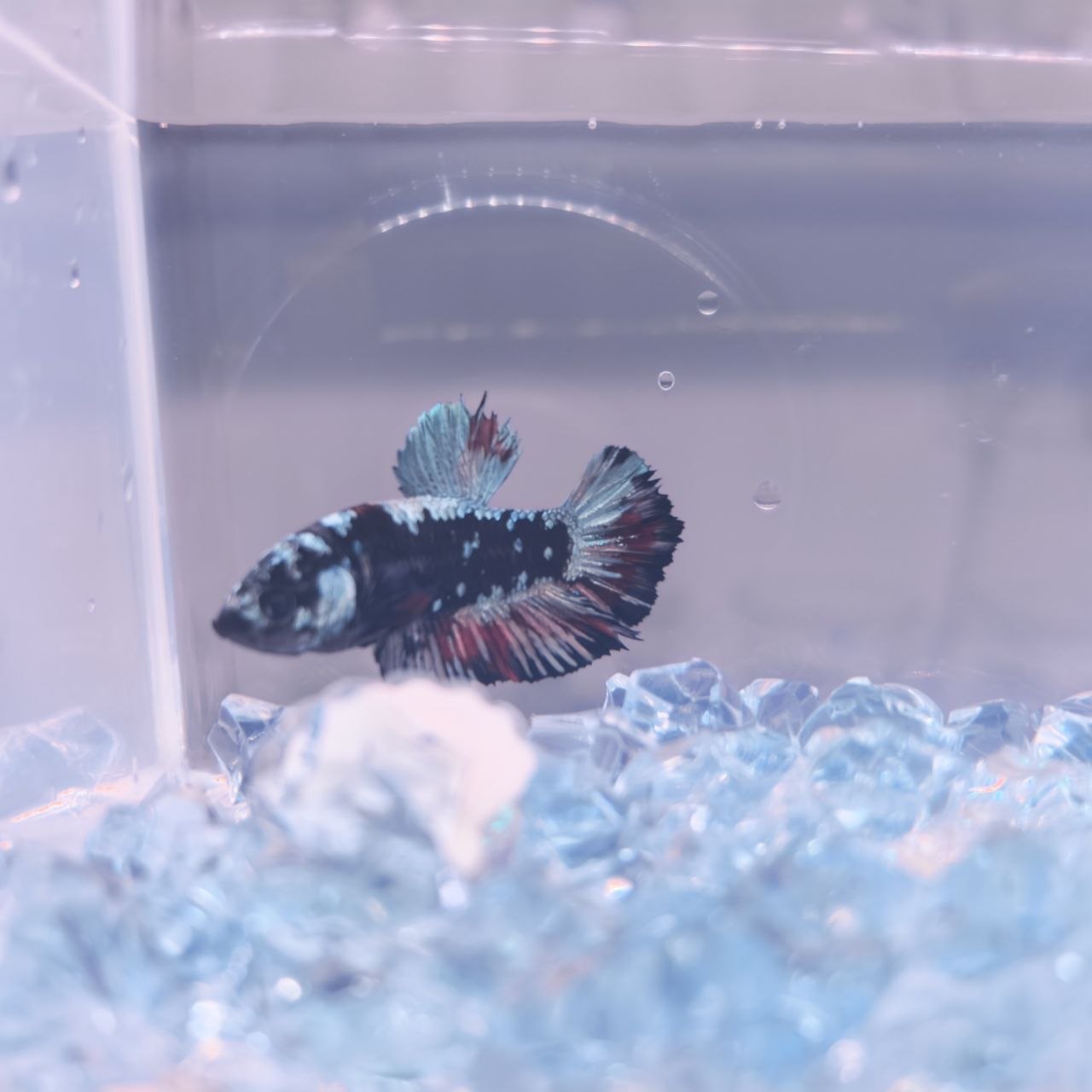 AVATAR BETTA (PAIR)