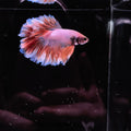 HALFMOON BETTA