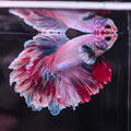 HALFMOON BETTA